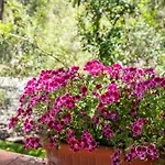 Willa Splendida In Pineta - Giardino - Mare A Piedi *